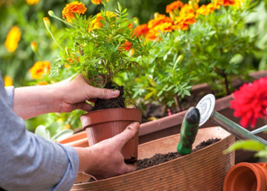 Eden Horticultural Ltd in Chelmsford, England